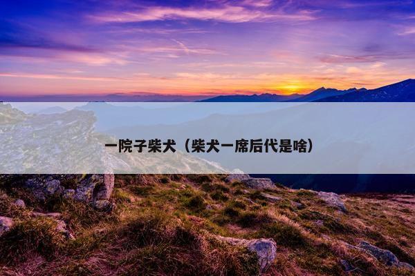 一院子柴犬（柴犬一席后代是啥）