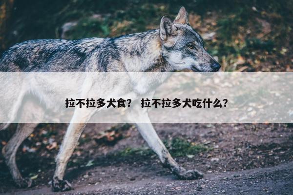 拉不拉多犬食？ 拉不拉多犬吃什么？