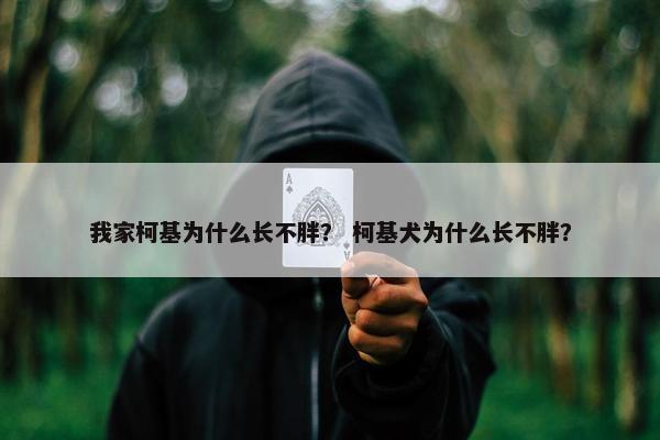 我家柯基为什么长不胖？ 柯基犬为什么长不胖？