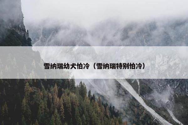 雪纳瑞幼犬怕冷（雪纳瑞特别怕冷）