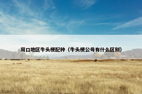 周口地区牛头梗配种（牛头梗公母有什么区别）