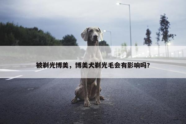 被剃光博美，博美犬剃光毛会有影响吗?