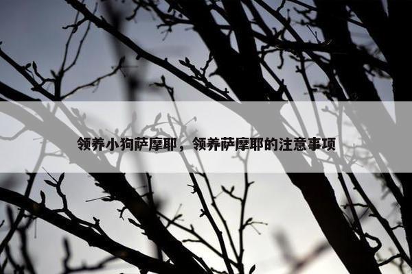 领养小狗萨摩耶，领养萨摩耶的注意事项