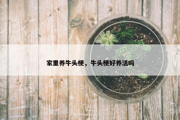 家里养牛头梗，牛头梗好养活吗
