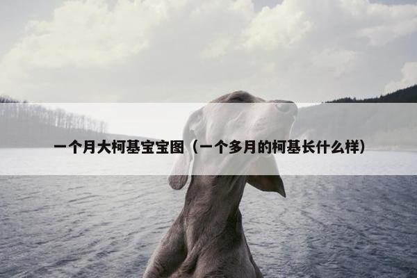 一个月大柯基宝宝图（一个多月的柯基长什么样）