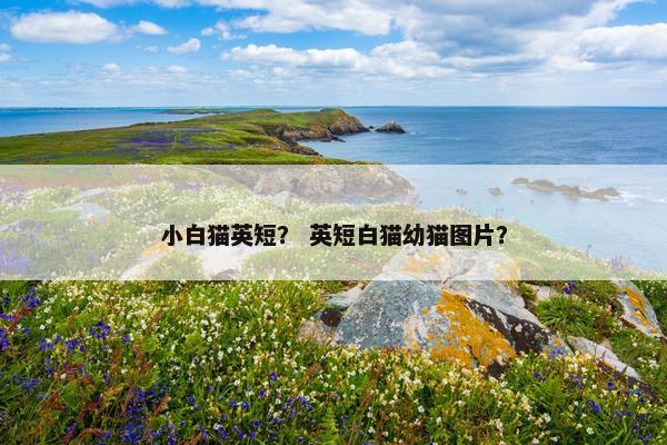 小白猫英短？ 英短白猫幼猫图片？