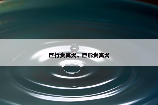 巨行贵宾犬，巨形贵宾犬