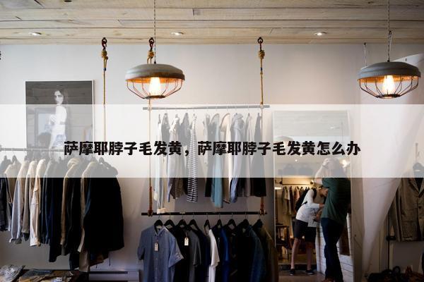 萨摩耶脖子毛发黄，萨摩耶脖子毛发黄怎么办