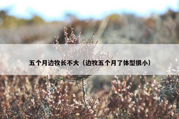 五个月边牧长不大（边牧五个月了体型很小）