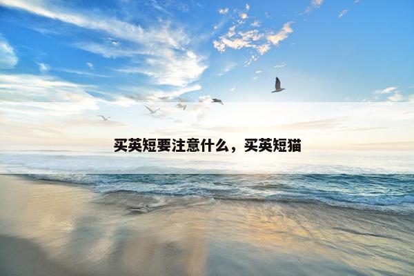 买英短要注意什么，买英短猫