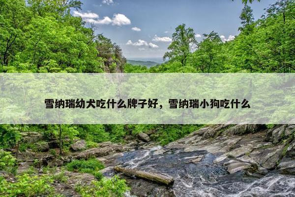 雪纳瑞幼犬吃什么牌子好，雪纳瑞小狗吃什么