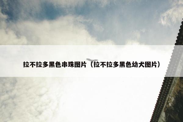 拉不拉多黑色串珠图片（拉不拉多黑色幼犬图片）