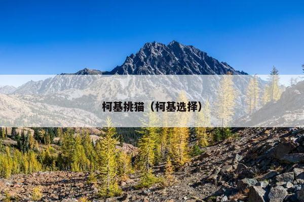 柯基挑猫（柯基选择）