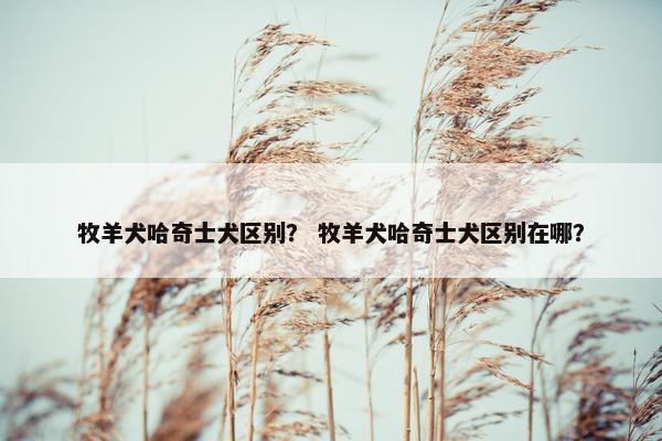牧羊犬哈奇士犬区别？ 牧羊犬哈奇士犬区别在哪？