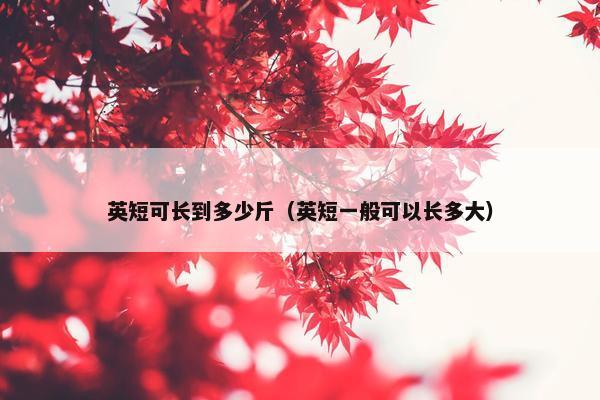 英短可长到多少斤（英短一般可以长多大）