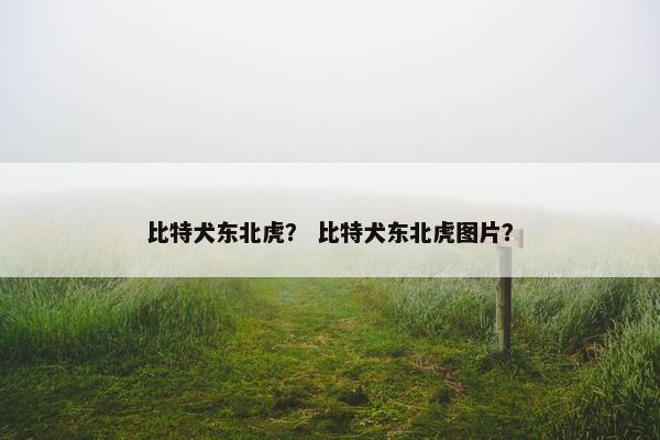 比特犬东北虎？ 比特犬东北虎图片？