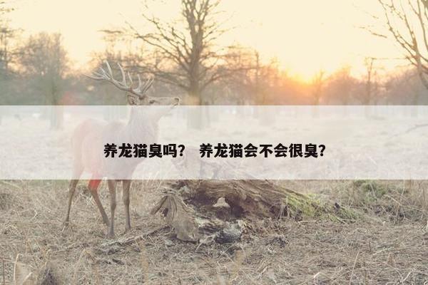 养龙猫臭吗？ 养龙猫会不会很臭？