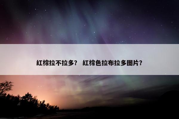 红棕拉不拉多？ 红棕色拉布拉多图片？