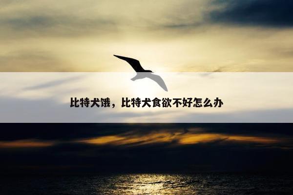 比特犬饿，比特犬食欲不好怎么办