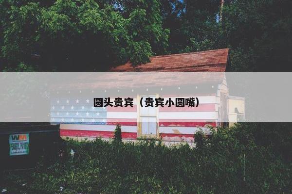圆头贵宾（贵宾小圆嘴）