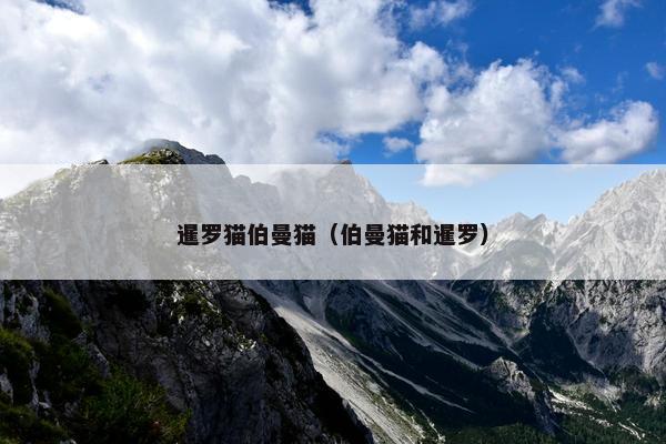 暹罗猫伯曼猫（伯曼猫和暹罗）