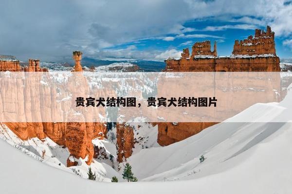 贵宾犬结构图，贵宾犬结构图片