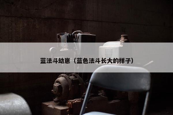 蓝法斗幼崽（蓝色法斗长大的样子）