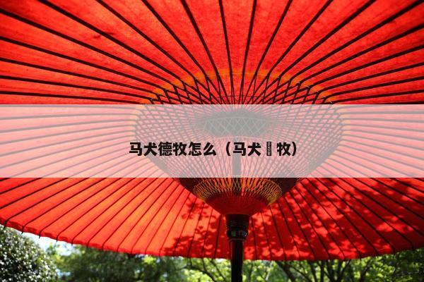 马犬德牧怎么（马犬徳牧）