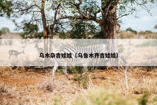 乌木杂吉娃娃（乌鲁木齐吉娃娃）