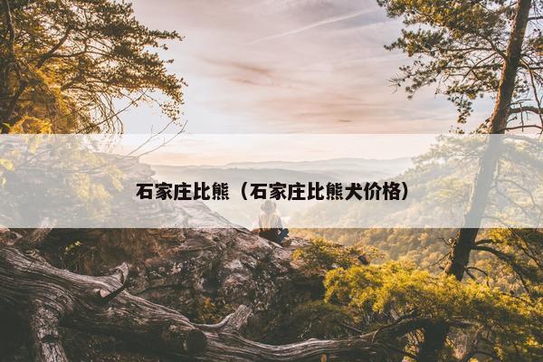 石家庄比熊（石家庄比熊犬价格）