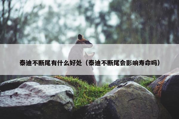 泰迪不断尾有什么好处（泰迪不断尾会影响寿命吗）