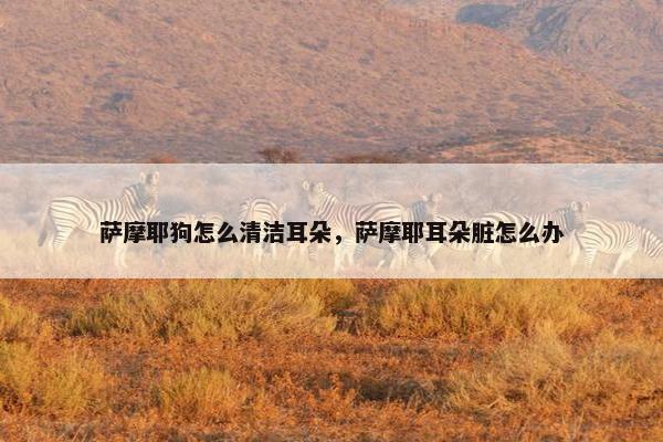 萨摩耶狗怎么清洁耳朵，萨摩耶耳朵脏怎么办