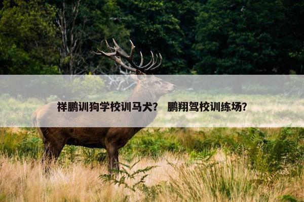 祥鹏训狗学校训马犬？ 鹏翔驾校训练场？