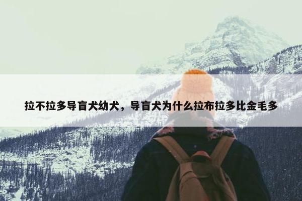 拉不拉多导盲犬幼犬，导盲犬为什么拉布拉多比金毛多