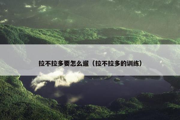 拉不拉多要怎么遛（拉不拉多的训练）