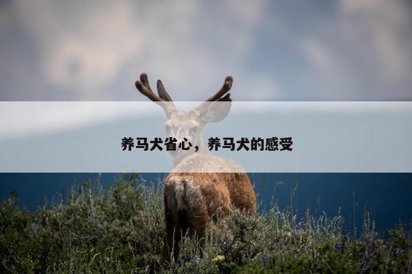养马犬省心，养马犬的感受