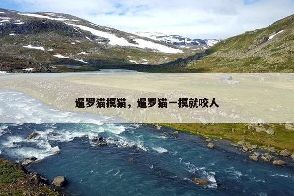暹罗猫摸猫，暹罗猫一摸就咬人