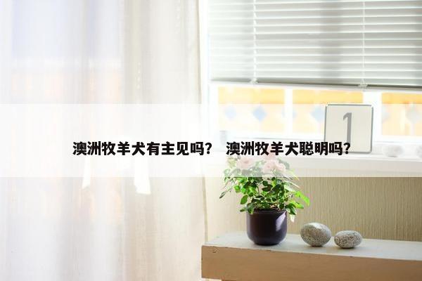 澳洲牧羊犬有主见吗？ 澳洲牧羊犬聪明吗？