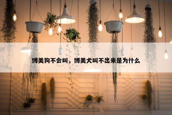 博美狗不会叫，博美犬叫不出来是为什么