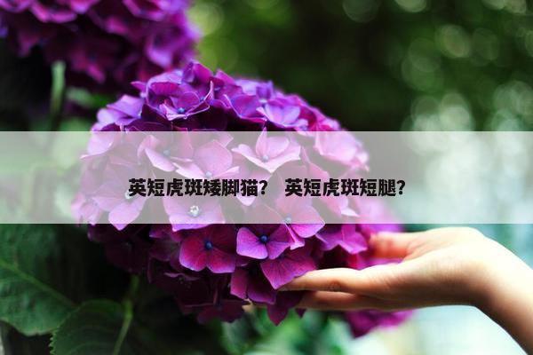 英短虎斑矮脚猫？ 英短虎斑短腿？