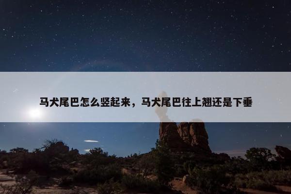 马犬尾巴怎么竖起来，马犬尾巴往上翘还是下垂