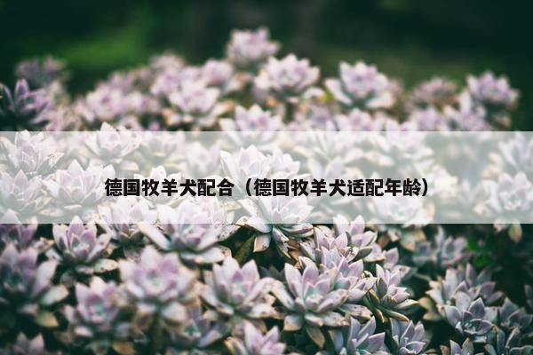 德国牧羊犬配合（德国牧羊犬适配年龄）