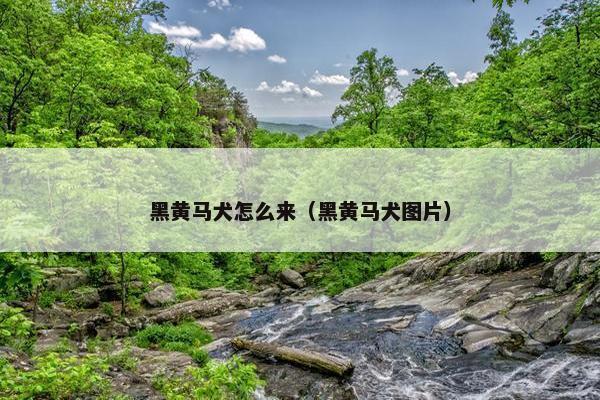 黑黄马犬怎么来（黑黄马犬图片）