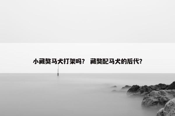 小藏獒马犬打架吗？ 藏獒配马犬的后代？