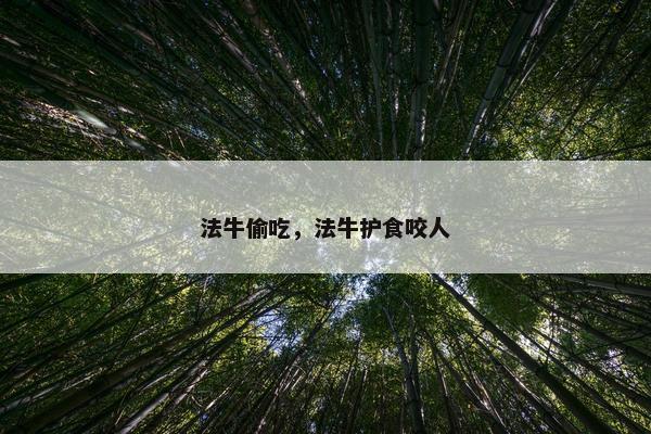 法牛偷吃，法牛护食咬人