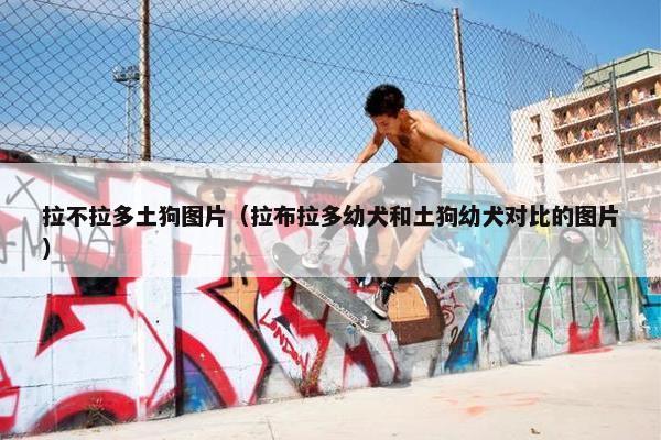 拉不拉多土狗图片（拉布拉多幼犬和土狗幼犬对比的图片）