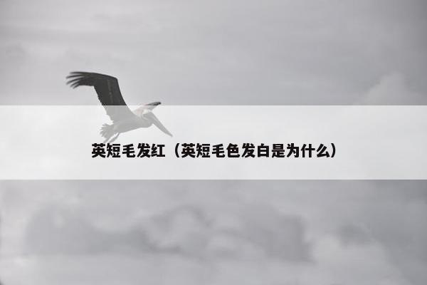 英短毛发红（英短毛色发白是为什么）