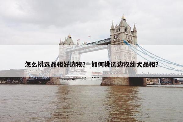 怎么挑选品相好边牧？ 如何挑选边牧幼犬品相？