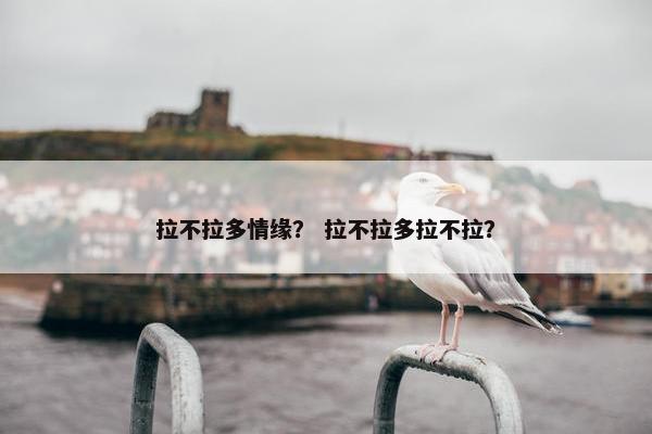 拉不拉多情缘？ 拉不拉多拉不拉？