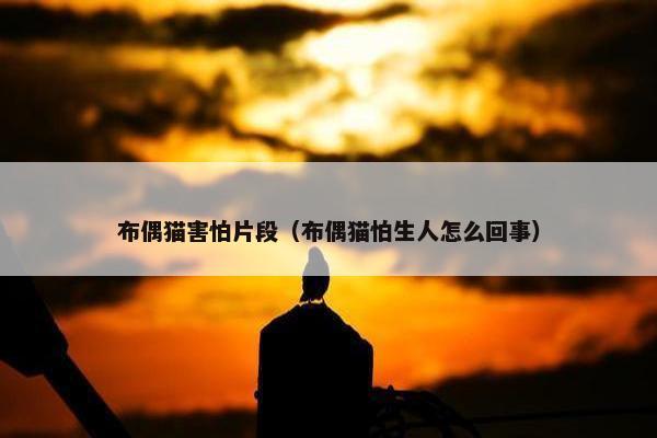 布偶猫害怕片段（布偶猫怕生人怎么回事）